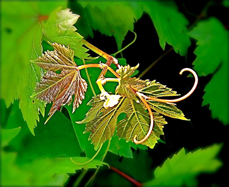 DIGITAL DOWNLOAD Nature Photography 'Promise' Green Gold Grape Vine new growth shoot image 1