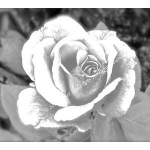 ROSE Coloring page &quot;QUEEN ELIZABETH&quot; photographed in my own garden pink green nature flower garden digital download
