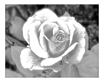 ROSE Coloring page "QUEEN ELIZABETH" photographed in my own garden pink green nature flower garden digital download