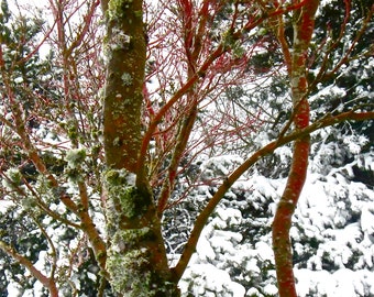 SET of 4 DIGITAL DOWNLOADs coral bark maple Snow White, Rose Red & Green nter, white red bark, green moss, brown