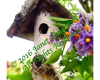 SET of 2 DIGITAL DOWNLOADS Nature Photography Birdhouse rustic Lavender Red Green Spring Summer Autumn wall art home office decor