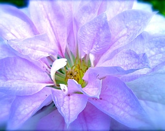 DIGITAL DOWNLOAD Flower Nature Photography 'Blush & Blue' soft lavender blue pastel pink turquoise yellow stamens clematis free shipping USA