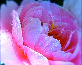 DIGITAL DOWNLOAD Flower Nature Photography 'Cup of Dew' Abram Darby Pink dew drops pastel pink magenta white Monaco Blue Cabbage Rose