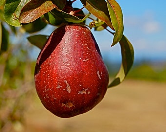 DIGITAL DOWNLOAD Nature Photography Autumn red pear blue green tan  lime green tree