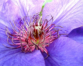 DIGITAL DOWNLOAD Flower Photography purple nature lavender lilac pink fuchsia red macro close focus photograph