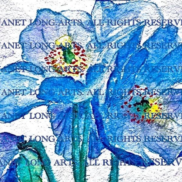 DIGITAL DOWNLOAD Flower Painting Watercolor Print Himalayan Blue Poppies blue white mauve yellow red