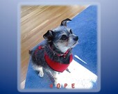 NURSERY/INSPIRATIONAL ART  "Hope", features our rescue Yorkie terrier mix. She exudes hope, waiting for a table scrap.