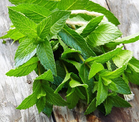 RAW Sun Dried Peppermint Tea Loose Culinary Tea Blend Etsy