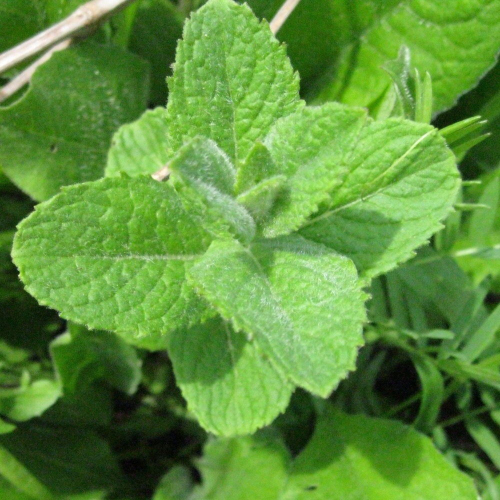 RAW Sun Dried Apple Mint in BULK Organically Grown Hand Etsy