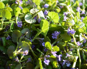 Organic Alehoof: premium hand-harvested botanical for brewing (Glechoma hederacea) ground ivy field balm natural beer brewmaster RAW harvest