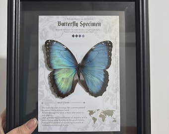 額入りブルーモルフォ蝶：昆虫学展示ケース、風変わりな壁飾り - Etsy 日本