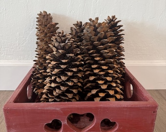 Extra Large Sugar Pine - Pinecones 10"-14" | Craft Supplies | DIY Projects Supply | Christmas Decor Supplies | Wedding Decor Supplies
