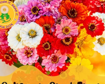 California Giant Zinnia Seeds - Heirloom, Non-GMO, Large Blooms, Mixed Colors, Cut Flower Garden Seeds