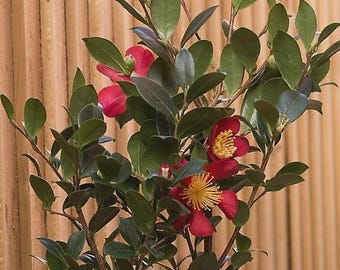 Confezione da dieci (10) talee di camelia sempreverde Sasanqua Yuletide da 7 pollici - fiori rossi