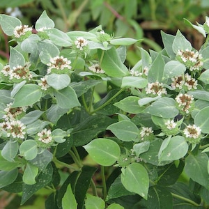 PERENE: Cinco (5) coroas de hortelã-da-montanha (Pycnanthemum)
