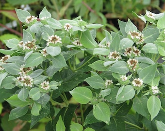 Sprzedam pięć sadzonek mięty górskiej (Pycnanthemum) o średnicy korzeni 8 cali za 6,99