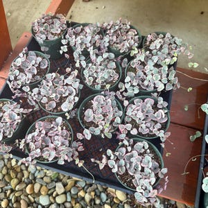 May include: A rustic wooden sign with the text "Welcome to our home" in white lettering. The sign features a distressed finish and a simple, inviting design, perfect for entryway decor.