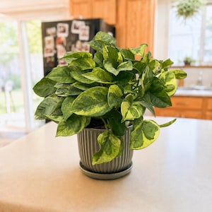 Pothos Lemon Meringue - 6 in pot