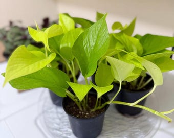 Neon Pothos Live Plant | Bright Chartreuse, Easy Care (4 Inch Pot)
