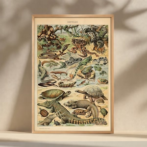 Può includere: Una stampa artistica da parete rettangolare incorniciata intitolata REPTILES, che presenta una dettagliata illustrazione scientifica in stile vintage di vari serpenti, lucertole, tartarughe e coccodrilli in toni terra, in una cornice di legno chiaro.