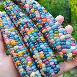 May include: Close-up of three ears of colorful corn, showcasing a vibrant array of colors including blue, pink, yellow, and purple kernels. The corn is held in a person's hand, with a blurred green background.