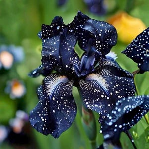 Bearded Iris Seeds – Galaxy Pattern Blue Blooms with White Speckles