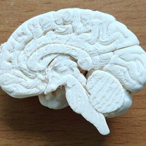 May include: A white, three-dimensional model of a human brain in profile, showing the intricate anatomical structures of the cerebrum, cerebellum, and brainstem. The surface features a layered, textured finish characteristic of additive manufacturing.