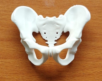 Female Pelvis Bone Model | Midwifery, PT, Medical Study Aid Replica