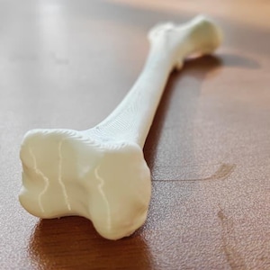 May include: A 3D-printed bone replica, off-white in color, resting on a brown surface. The bone has a detailed, textured surface, with visible ridges and a rounded end. The object is a model of a bone.
