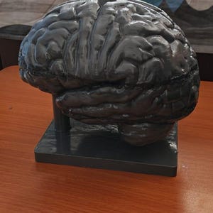 Miniature Brain Sculpture | Neuroscience Desk Decor | Psychology Gift | Educational Brain Anatomy Model