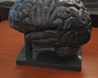 Miniature Brain Sculpture | Neuroscience Desk Decor | Psychology Gift | Educational Brain Anatomy Model