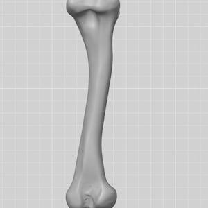 Anatomical Chicken Tibia Bone Model | Life-Size Avian Skeletal Replica, Zoology Study Aid