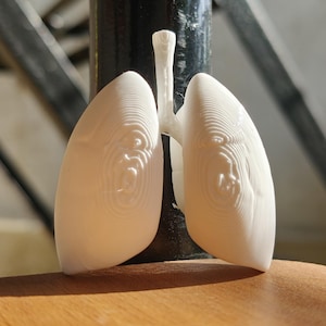 Könnte beinhalten: Ein weißes, 3D-gedrucktes Modell der menschlichen Lunge. Das Modell weist detaillierte, strukturierte Oberflächen und sichtbare anatomische Merkmale auf. Die Lungen sind aufrecht positioniert und zeigen das komplizierte Design.