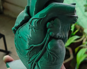 Anatomical Heart Sculpture | Realistic Medical Model Desk Decor
