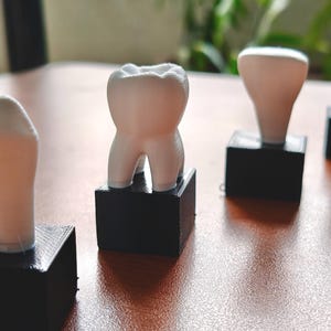 May include: Four white tooth models are displayed on black square bases, arranged in a row on a wooden surface. The teeth vary in shape, showcasing different dental forms. The background is blurred, with hints of greenery.