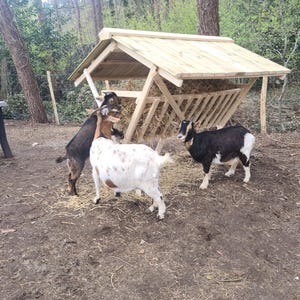 Könnte beinhalten: Drei Ziegen in verschiedenen Farben, darunter Schwarz und Weiß, Braun und gefleckt, interagieren in der Nähe eines hölzernen Ziegenfutterautomaten, der mit Heu gefüllt ist. Der Futterautomat hat ein schräges Dach und befindet sich in einer natürlichen Umgebung im Freien.