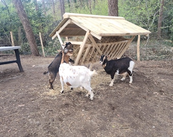 May include: Three goats of varying colors, including black and white, brown, and spotted, interact near a wooden goat feeder filled with hay. The feeder has a sloped roof and is set in a natural outdoor environment.