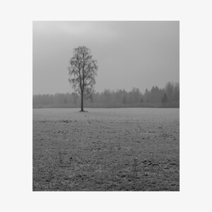 Puede incluir: Una fotografía de paisaje en blanco y negro que muestra un solo árbol desnudo en el centro de un vasto campo cubierto de escarcha. Al fondo, una densa línea de árboles está parcialmente oculta por una espesa capa de niebla gris.
