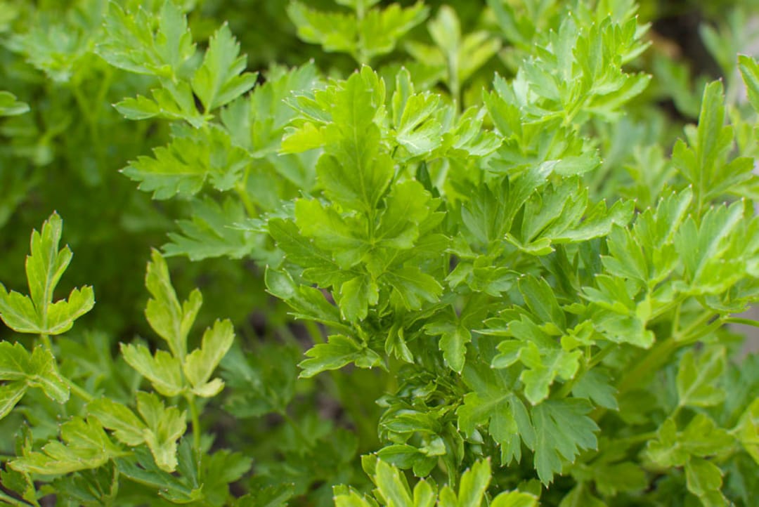 Parsley Seeds Herb Garden Seeds Vegetable Garden Seeds Plant Seeds Gift