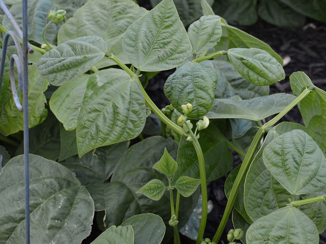 Green Bean Seeds Planter Box Vegetable Garden Seeds White Flower Seeds