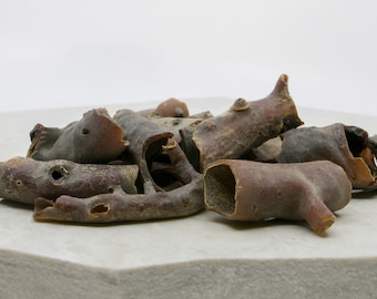 African Amber Bark (Sarcocoaulon mossamedense)