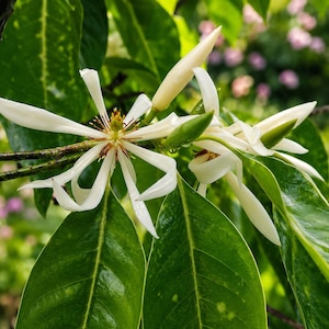 Michelia Champaca Plant - Etsy