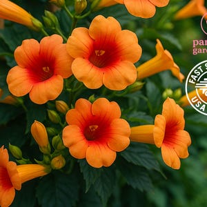 May include: Close-up of vibrant orange trumpet vine flowers with deep red centers, surrounded by lush green foliage. The image features several open blooms and buds, showcasing the plant's natural beauty. The image also includes the text "pariyem gardening" and "Fast Shipping USA Seller".