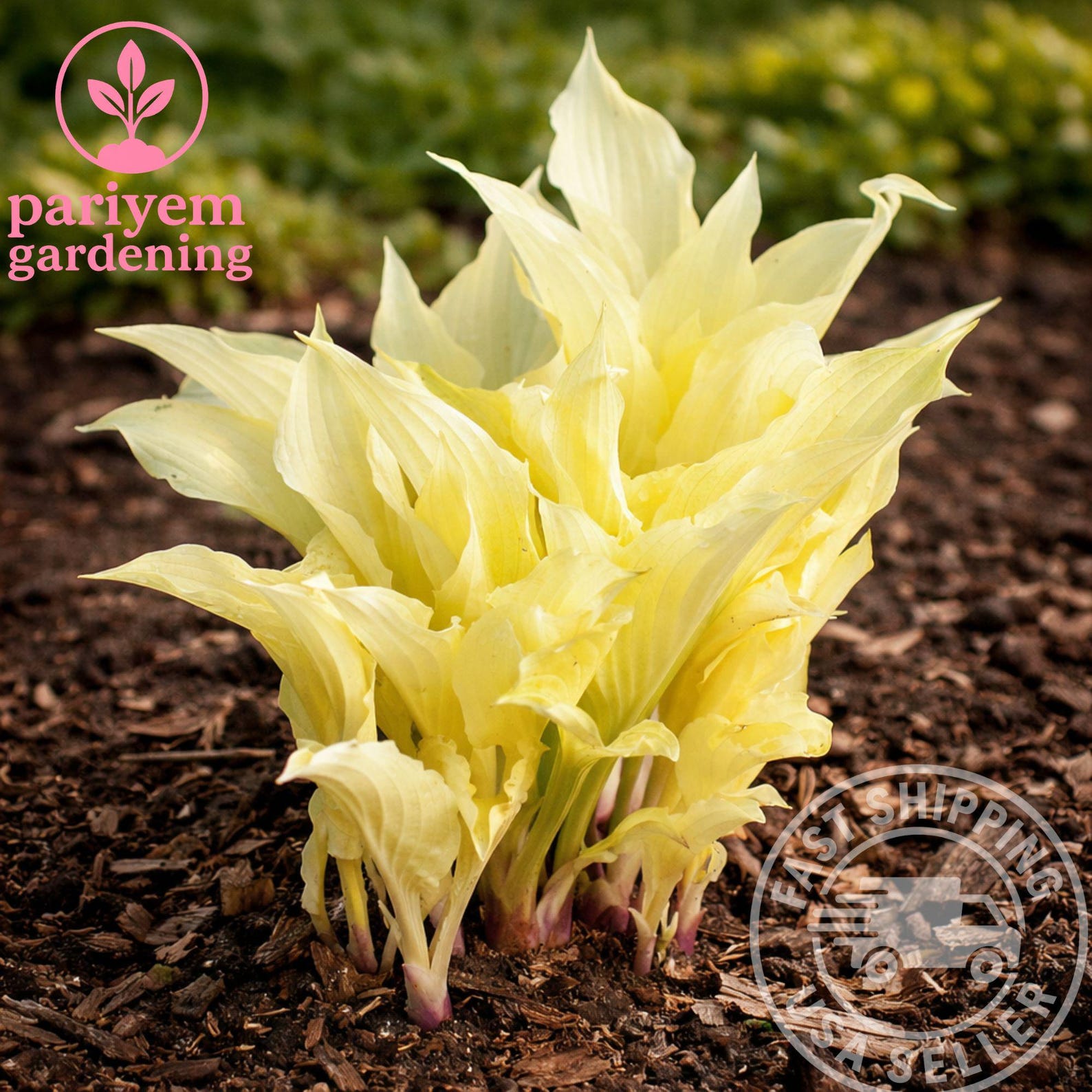 White Feather Hosta – Rare Cream & Green Shade Perennial (bare Root ...