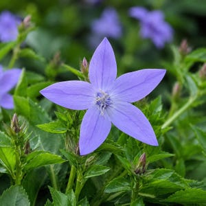 Birch Hybrid Campanula Live Plant Quart Pot | Siberian Bellflower Perennial | Blue Bellflower Plant | Ground Cover Flowers
