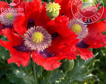 Giant Red Breadseed Poppy Seeds – Heirloom Papaver somniferum