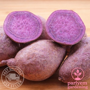 Purple Majesty Seed Potatoes | Heirloom Tubers for Planting (3 lb)