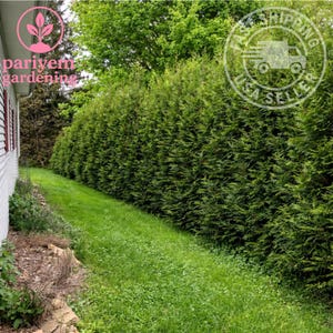 May include: A row of tall, green evergreen trees forms a dense hedge along a grassy area. The trees are neatly trimmed, creating a solid green wall. The image is taken outdoors in daylight.