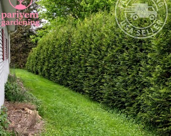 Thuja Plicata 'zebrina Extra Gold' - Arborvitae - Live Plant - 8" Tall - 4"  Pot - Etsy