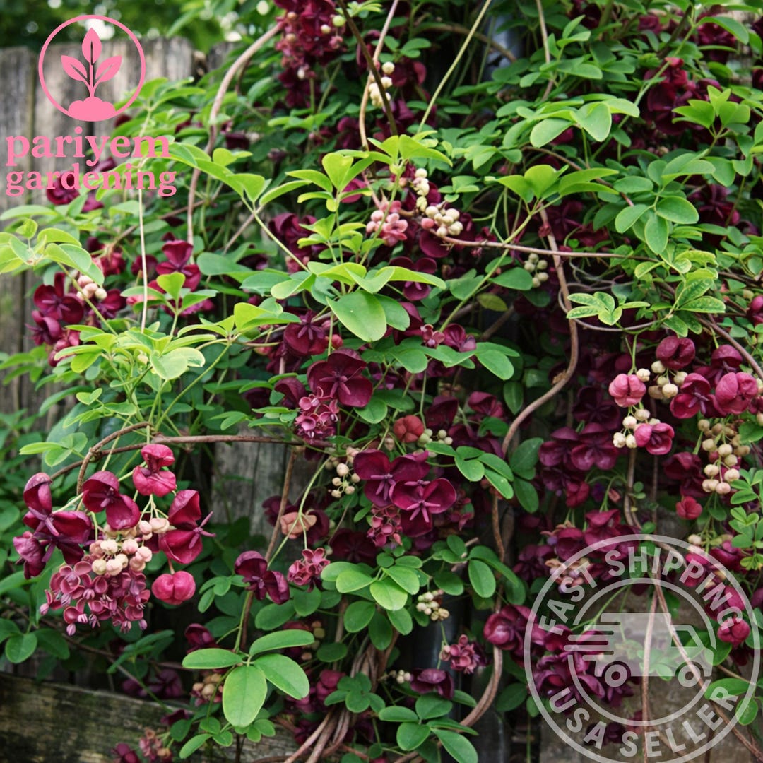 Chocolate Vine Plant – Akebia Quinata – Hardy Perennial Climbing Vine ...